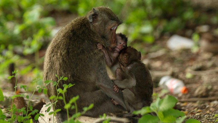 Populasi monyet ekor panjang Monyet ekor panjang (macaca Fascicularis) berinteraksi di Taman Nasional Baluran, Situbondo, Jawa Timur, Minggu (18/2/2024). Berdasarkan Internasional Union for Conservation Nature (IUCN) Monyet ekor panjang mengalami perubahan status dari rentan (vunerable) menjadi terancam punah (endangered) yang diprediksi populasinya akan menurun hingga 40 persen dalam tiga generasi terakhir atau sekitar 42 tahun akibat habitat yang mulai hilang serta perdagangan ilegal. ANTARA FOTO/Budi Candra Setya/rwa.