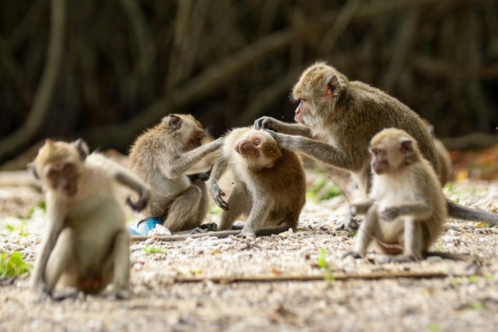 Monyet ekor panjang (macaca Fascicularis) berinteraksi di Taman Nasional Baluran, Situbondo, Jawa Timur, Minggu (18/2/2024). Berdasarkan Internasional Union for Conservation Nature (IUCN) Monyet ekor panjang mengalami perubahan status dari rentan (vunerable) menjadi terancam punah (endangered) yang diprediksi populasinya akan menurun hingga 40 persen dalam tiga generasi terakhir atau sekitar 42 tahun akibat habitat yang mulai hilang serta perdagangan ilegal. ANTARA FOTO/Budi Candra Setya/rwa.