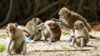 Sejumlah monyet ekor panjang (macaca Fascicularis) berinteraksi di Taman Nasional Baluran, Situbondo, Jawa Timur, Minggu (18/2/2024).