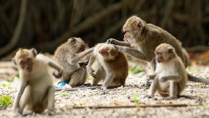Populasi monyet ekor panjang Monyet ekor panjang (macaca Fascicularis) berinteraksi di Taman Nasional Baluran, Situbondo, Jawa Timur, Minggu (18/2/2024). Berdasarkan Internasional Union for Conservation Nature (IUCN) Monyet ekor panjang mengalami perubahan status dari rentan (vunerable) menjadi terancam punah (endangered) yang diprediksi populasinya akan menurun hingga 40 persen dalam tiga generasi terakhir atau sekitar 42 tahun akibat habitat yang mulai hilang serta perdagangan ilegal. ANTARA FOTO/Budi Candra Setya/rwa.