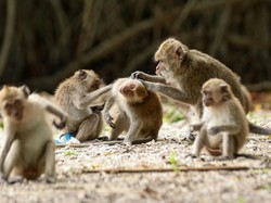 Monyet di Ubud Masturbasi Pakai Batu Bikin Ilmuwan Penasaran