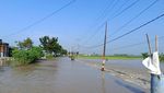 Rumah dan Sawah di Gresik Terendam Banjir Akibat Luapan Kali Lamong