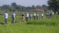 Wisatawan mancanegara bersepeda di area persawahan Sleman, DI Yogyakarta, Senin (19/2/2024).  