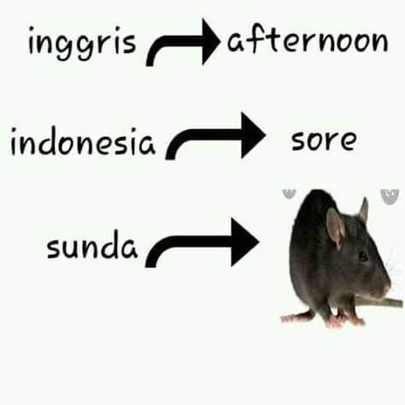 Bahasa Sunda merupakan salah satu bahasa lokal yang banyak digunakan. Kamu bisa ngerti semua tebakan di bawah ini?