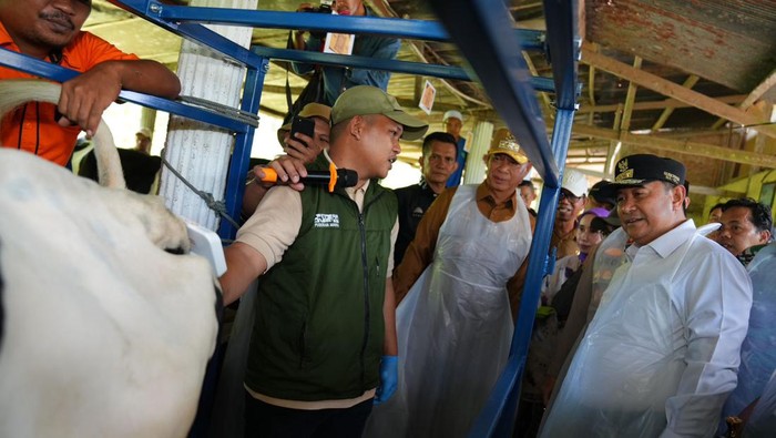 Pj Gubernur Sulsel Bahtiar Baharuddin menyaksikan proses IB kepada sapi.