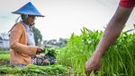 Ada Sawah di Jakarta! Petani Lagi Pada Panen Nih