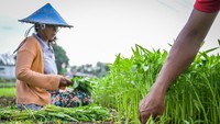 Petani memanen tanaman kangkung di Kelurahan Penggilingan, Jakarta, Senin (19/2/2024).   