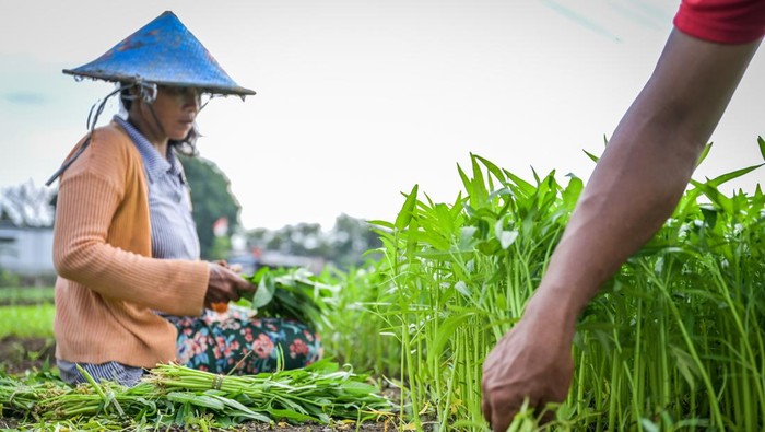 Seorang petani menyiram tanaman sayuran yang ditanam di Kelurahan Penggilingan, Jakarta, Senin (19/2/2024). Kelompok Tani (Poktan) Jaya Mandiri PIK memanfaatkan lahan milik Pemerintah DKI Jakarta untuk pertanian perkotaan atau urban farming dengan menanam berbagai jenis sayuran seperti bayam, kangkung, kemangi dan sawi yang dijual ke pasar tradisional di Jakarta. ANTARA FOTO/Bayu Pratama S/aww.