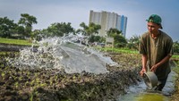Kelompok Tani (Poktan) Jaya Mandiri PIK memanfaatkan lahan milik Pemerintah DKI Jakarta untuk pertanian perkotaan atau urban farming dengan menanam berbagai jenis sayuran seperti bayam, kangkung, kemangi dan sawi yang dijual ke pasar tradisional di Jakarta.