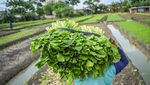 Ada Sawah di Jakarta! Petani Lagi Pada Panen Nih