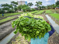 Ada Sawah di Jakarta! Petani Lagi Pada Panen Nih