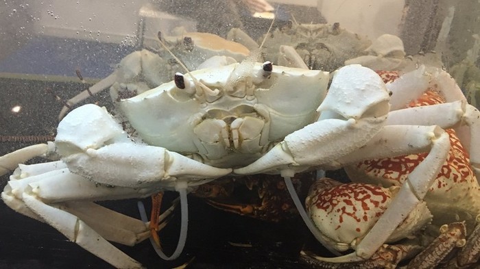 Crystal Crab