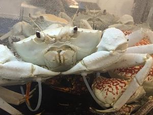 5 Fakta Crystal Crab, Kepiting Istimewa Seharga Lebih dari Rp 3 Juta!