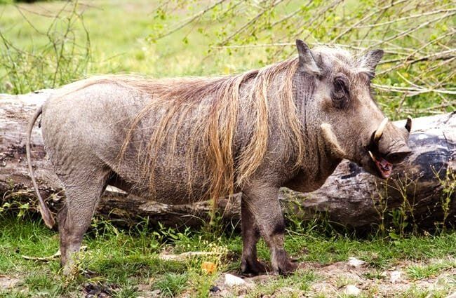 Demi Bertahan Hidup, Cakar Beruang hingga Pohon Jadi Makanan