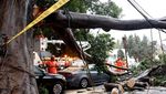 Diterjang Hujan Badai, Pohon Tumbang Timpa Mobil di California