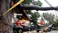 Pohon yang tumbang tersebut mengakibatkan listrik mati dan merusak sejumlah kendaraan.