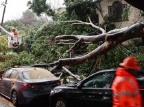 Diterjang Hujan Badai, Pohon Tumbang Timpa Mobil di California
