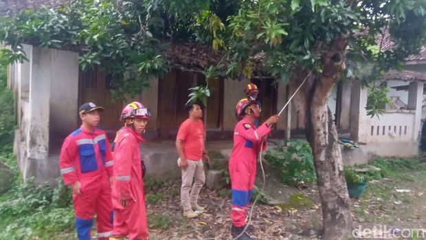 Koloni ulat bulu teror warga Polanharjo, Klaten, Selasa (20/2/2024).