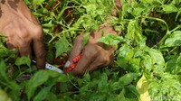 Pemanfaatan lahan kosong di kolong Tol Becakayu sebagai area pertanian perkotaan membawa berkah kepada warga sekitar. 