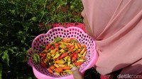 Di lahan pertanian perkotaan tersebut, saat ini warga sekitar memanen cabai. 