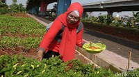 Ada sekitar 800 pohon cabai yang ditanam. 