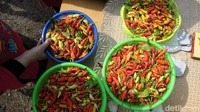 Hasil panen dari pemanfaatan lahan tersebut tidak untuk dijual, tapi dibagikan secara cuma-cuma kepada warga. 