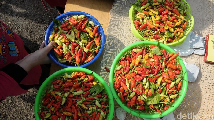 Panen Cabe di Kolong Tol Becakayu Lahan di Kolong Tol Becakayu, Jakarta, dimanfaatkan warga dengan menanam cabai. Hari ini mereka panen cabai.