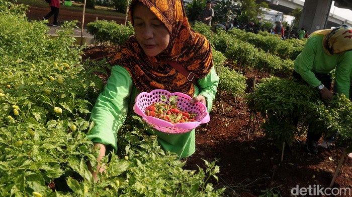 Panen Cabe di Kolong Tol Becakayu Lahan di Kolong Tol Becakayu, Jakarta, dimanfaatkan warga dengan menanam cabai. Hari ini mereka panen cabai.