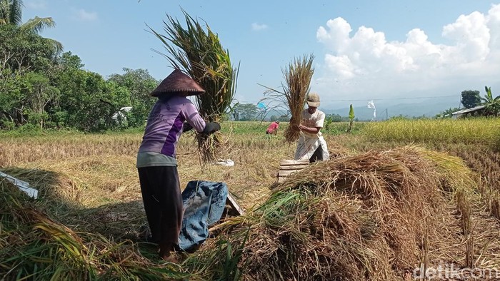 Petani di Kelurahan Nagarasari Kecamatan Cipedes Kota Tasikmalaya sedang panen padi.