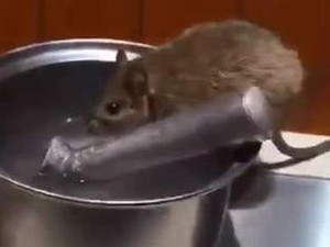 Gegara Tikus di Restoran Ada Pengunjung Terluka hingga Masuk Penjara