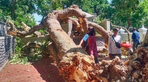 Pohon pule tumbang dan menimpa palinggih di Pura Bagus Pande Pasujan, Desa Bugbug, Karangasem, Bali, Selasa (20/2/2024). (Foto: Dok. BPBD Karangasem)