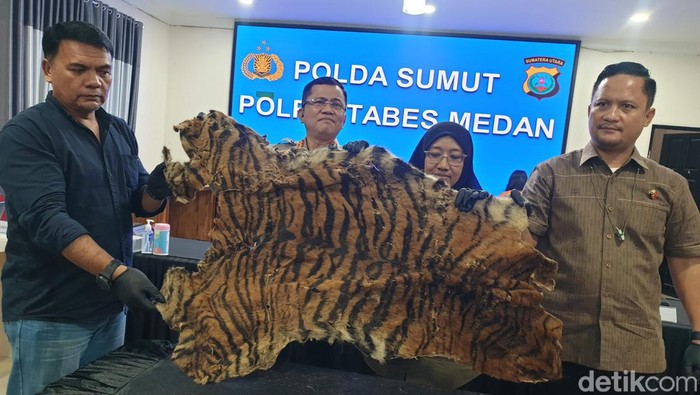 Polisi menangkap dua pria yang hendak menjual kulit harimau Sumatera di Deli Serdang. (Foto: Goklas Wisely/detikSumut).