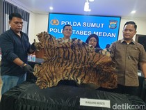 2 Pria Hendak Jual Kulit Harimau Rp 15 Juta Ditangkap di Deli Serdang