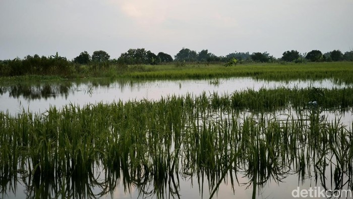 sawah terendam banjir di gresik