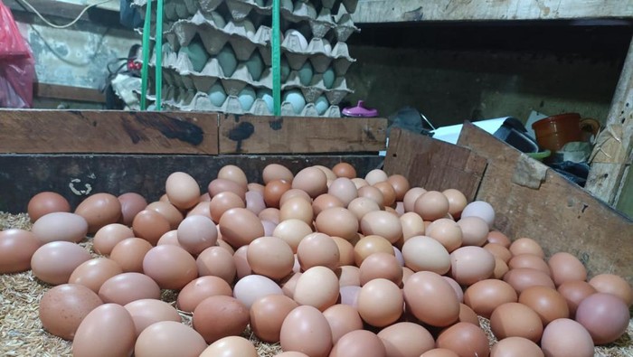 Telur Ayam
