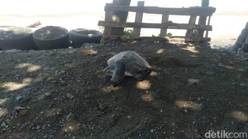 Bangkai penyu hijau yang terdampar di pesisir pantai Desa Yehembang, Kecamatan Mendoyo, Kabupaten Jembrana, Bali, Rabu (21/2/2024). (I Putu Adi Budiastrawan/detikBali).