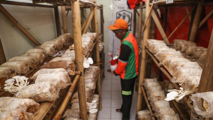 Petugas memeriksa kondisi jamur di UPS Badan Air Cakung, Jakarta, Rabu (21/2/2024). Unit Penanganan Sampah (UPS) Badan Air Cakung memanfaatkan ruangan dan lahan kosong untuk budi daya jamur tiram yang dapat dipanen tiga hari sekali dengan menghasilkan 3 - 8 kilogram jamur. ANTARA FOTO/Asprilla Dwi Adha/nym.