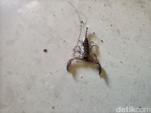 Teror Kalajengking Bikin Resah Warga Cianjur