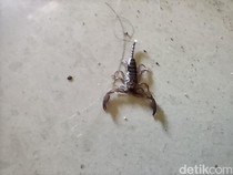 Waspada! 6 Hewan Ini Sering Muncul Saat Musim Hujan