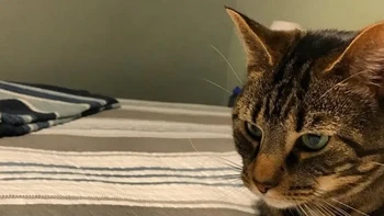 Anak kucing main ini juga gak bisa. Foto: Brightside