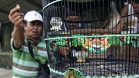 Selain menjemur, mereka juga melatih kemampuan berkicau sang burung.  