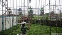 Burung perkutut dapat hidup hingga belasan hingga puluhan tahun.   