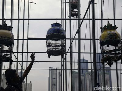 Menjemur Burung Perkutut di Bantaran Kanal Banjir Barat