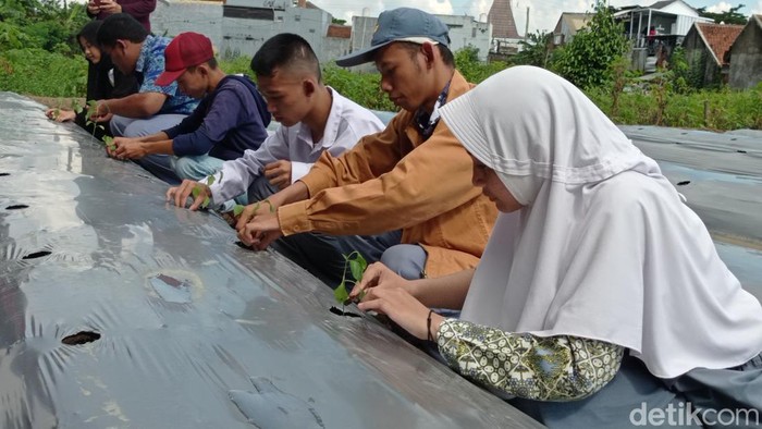 Para siswa SLB di Tasikmalaya belajar bercocok tanam.