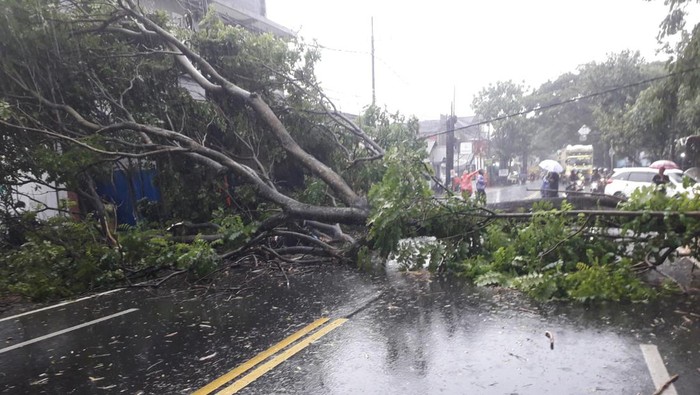 Penampakan pohon tumbang di Kota Malang yang timpa pemotor