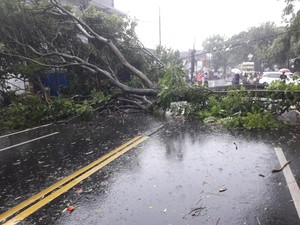 Pohon Sepatu Tumbang Timpa Pemotor di Kota Malang Saat Hujan