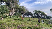 Wisatawan yang ingin ke Peninsula Island hanya perlu membayar biaya parkir dengan harga Rp 5.000 (Tergantung jenis kendaraan).