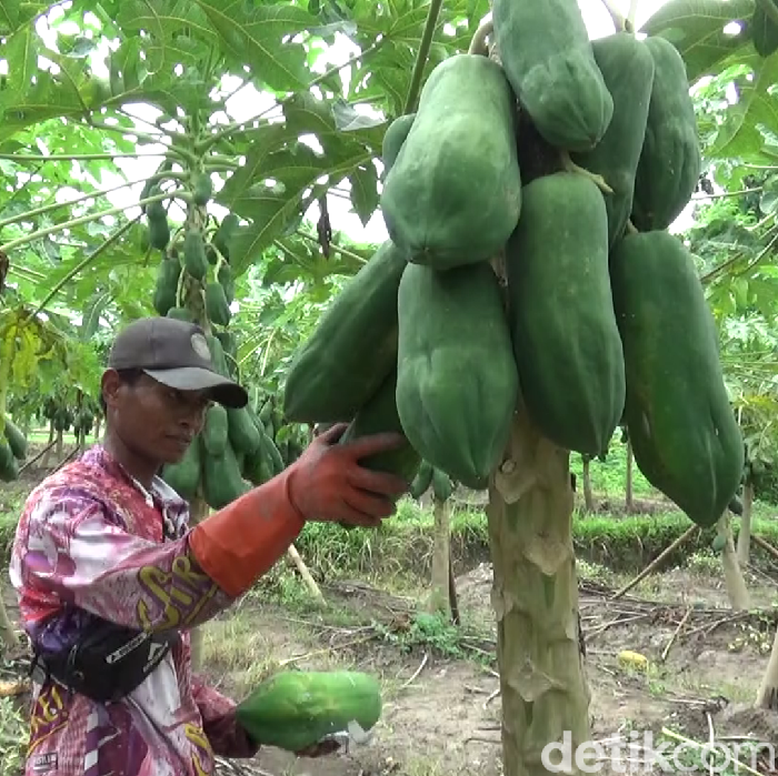 pepaya thailand di lumajang