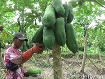 Budidaya Pepaya Thailand Tuai Omzet Semanis Rasanya