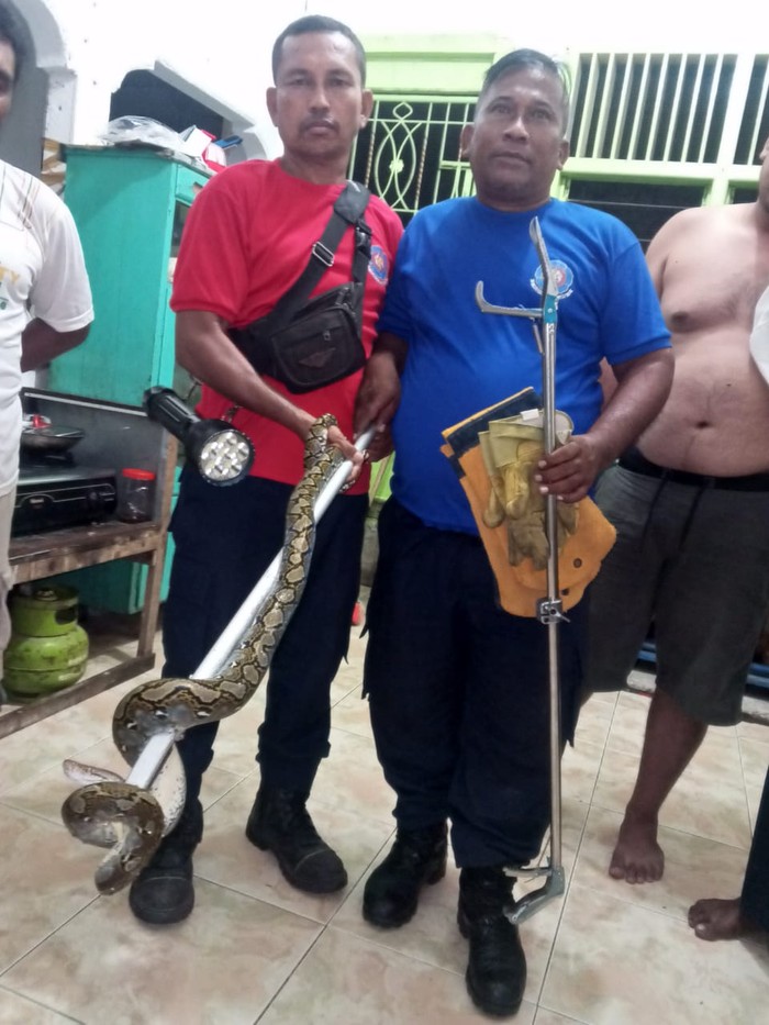 Petugas Damkar Banda Aceh mengevakuasi ular piton dari rumah warga. (Dok Damkar Banda Aceh)